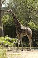 zoo_58 [800x600]
